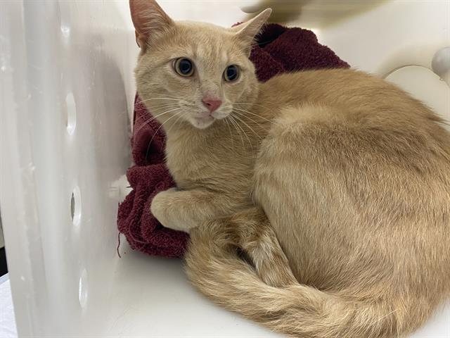 Shelter Stray Male Cat last seen Near BLOCK S MANITOWOC AVE, 3839 W Burnham St, West Milwaukee, WI 53215, USA