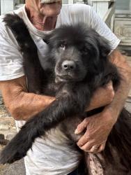 Shelter Stray Male Dog last seen , 2020 Forest St, Jacksonville, FL 32204, USA