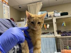 Shelter Stray Male Cat last seen Near BLOCK S 25TH ST, 3839 W Burnham St, West Milwaukee, WI 53215, USA