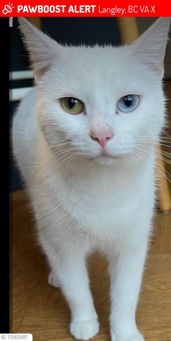 Lost Female Cat last seen 56th and 200th, Langley, BC V3A 3X4
