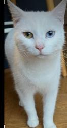 Lost Female Cat last seen 56th and 200th, Langley, BC V3A 3X4