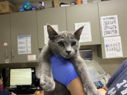 Shelter Stray Female Cat last seen Near BLOCK S 25TH ST, 3839 W Burnham St, West Milwaukee, WI 53215, USA