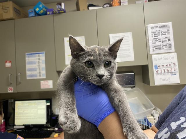Shelter Stray Female Cat last seen Near BLOCK S 25TH ST, 3839 W Burnham St, West Milwaukee, WI 53215, USA