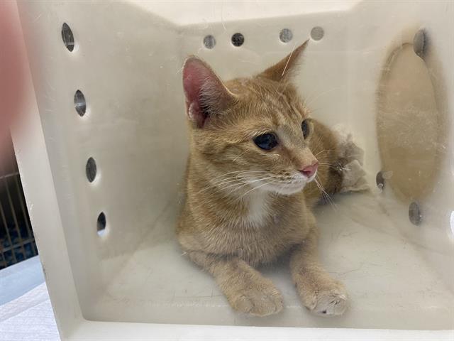 Shelter Stray Female Cat last seen Near BLOCK S 25TH ST, 3839 W Burnham St, West Milwaukee, WI 53215, USA