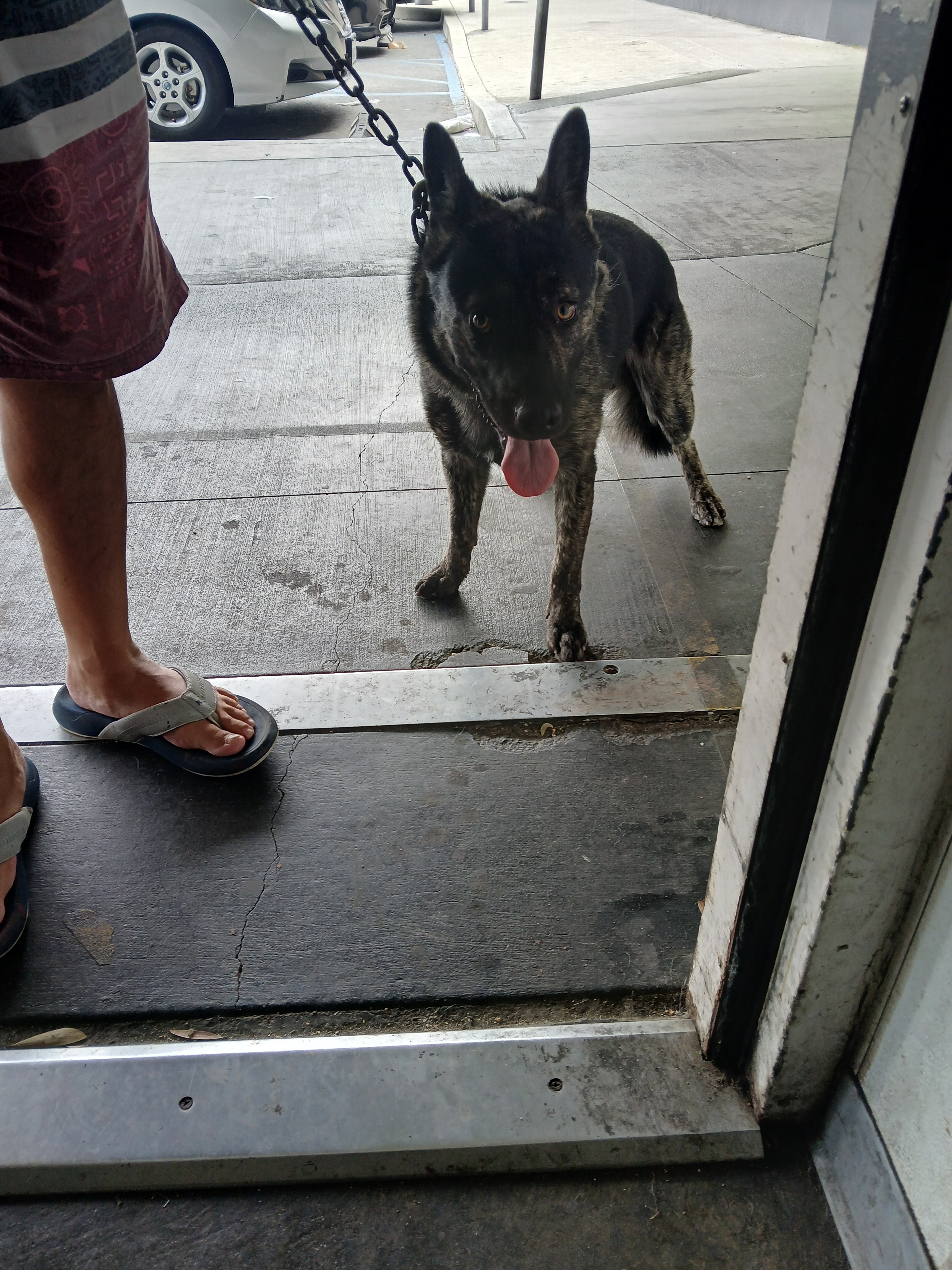 Shelter Stray Male Dog last seen , 1850 W 60th St, Los Angeles, CA 90047, USA