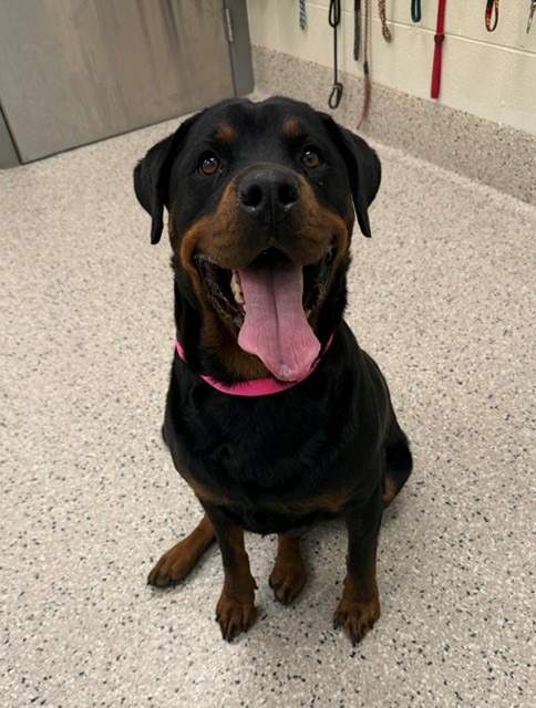 Shelter Stray Female Dog last seen Near BLOCK BRIGHTON RD, 12155 Park Blvd, Brighton, CO 80601, USA