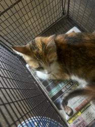 Shelter Stray Female Cat last seen , 1850 W 60th St, Los Angeles, CA 90047, USA