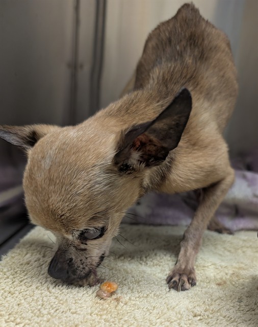 Shelter Stray Female Dog last seen 76TH AND SHOSHONE, 12155 Park Blvd, Brighton, CO 80601, USA