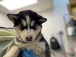 Shelter Stray Female Dog last seen , 4000 N Silverbell Rd, Tucson, AZ 85745, USA