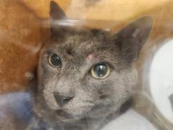 Shelter Stray Male Cat last seen Near BLOCK E FILBERT ST, KENT WA 98030, 21615 64th Ave S, Kent, WA 98032, USA