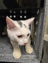 Shelter Stray Male Cat last seen Near BLOCK 64TH AVE S, KENT WA 98032, 21615 64th Ave S, Kent, WA 98032, USA
