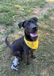 Shelter Stray Male Dog last seen OUT OF JURIS, 221 Stone Quarry Rd, Burlington, NC 27217, USA