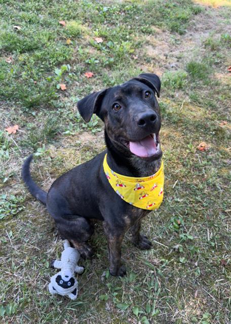 Shelter Stray Male Dog last seen OUT OF JURIS, 221 Stone Quarry Rd, Burlington, NC 27217, USA