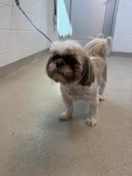 Shelter Stray Male Dog last seen BURLINGTON AC, 221 Stone Quarry Rd, Burlington, NC 27217, USA
