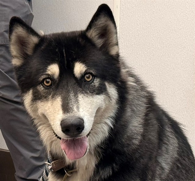 Shelter Stray Male Dog last seen , 4000 N Silverbell Rd, Tucson, AZ 85745, USA