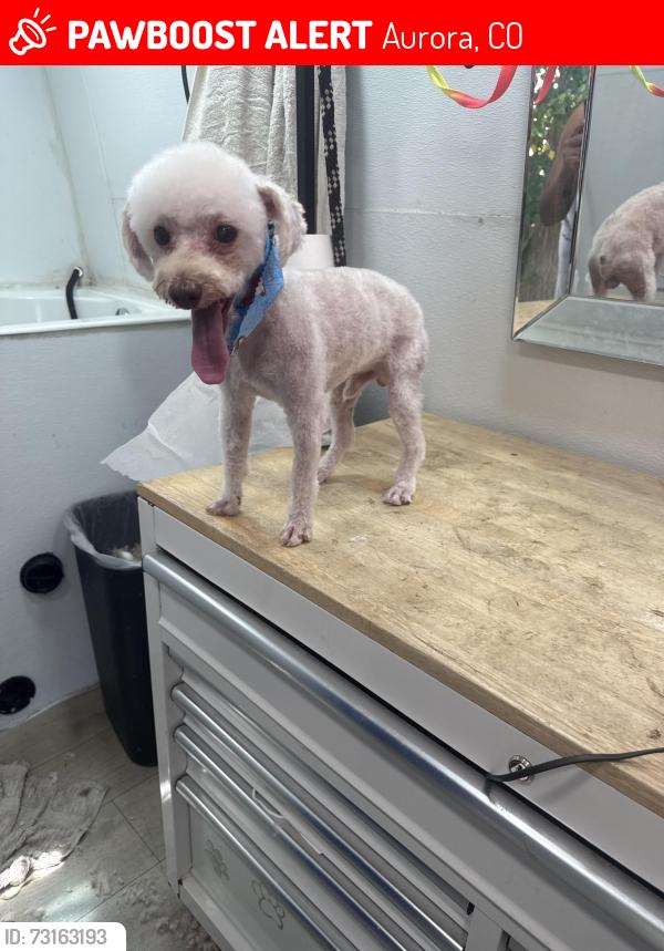 Lost Male Dog last seen Colfax and tower, Aurora, CO 80011