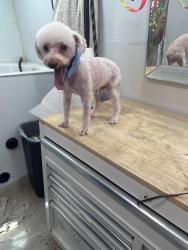 Lost Male Dog last seen Colfax and tower, Aurora, CO 80011