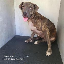 Shelter Stray Female Dog last seen Near BLOCK BELDEN, 4710 TX-151, San Antonio, TX 78227, USA