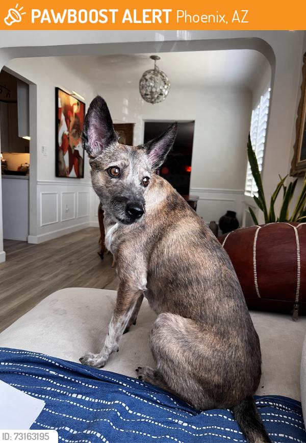 Found/Stray Female Dog last seen 3rd Ave/Camelback, Phoenix, AZ 85013