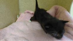 Shelter Stray Unknown Cat last seen , 4275 Elton St, Baldwin Park, CA 91706, USA