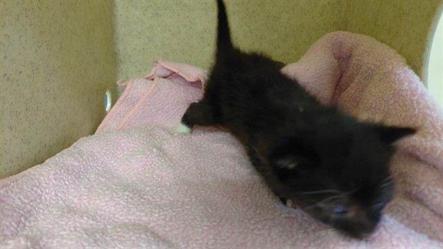Shelter Stray Unknown Cat last seen , 4275 Elton St, Baldwin Park, CA 91706, USA