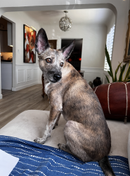 Found/Stray Female Dog last seen 3rd Ave/Camelback, Phoenix, AZ 85013