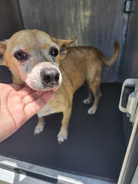 Shelter Stray Male Dog last seen Near BLOCK LAKEBRAIER, 4710 TX-151, San Antonio, TX 78227, USA