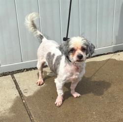 Shelter Stray Male Dog last seen Near BLOCK DENMARK ST, 3528 Newburg Rd, Louisville, KY 40218, USA