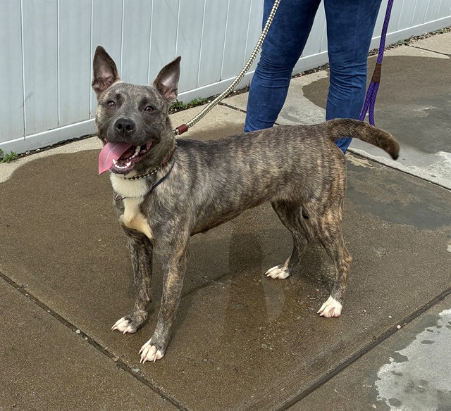 Shelter Stray Female Dog last seen Near BLOCK HAWSION AVE, 3528 Newburg Rd, Louisville, KY 40218, USA