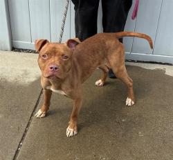 Shelter Stray Female Dog last seen Near BLOCK HAWSION AVE, 3528 Newburg Rd, Louisville, KY 40218, USA