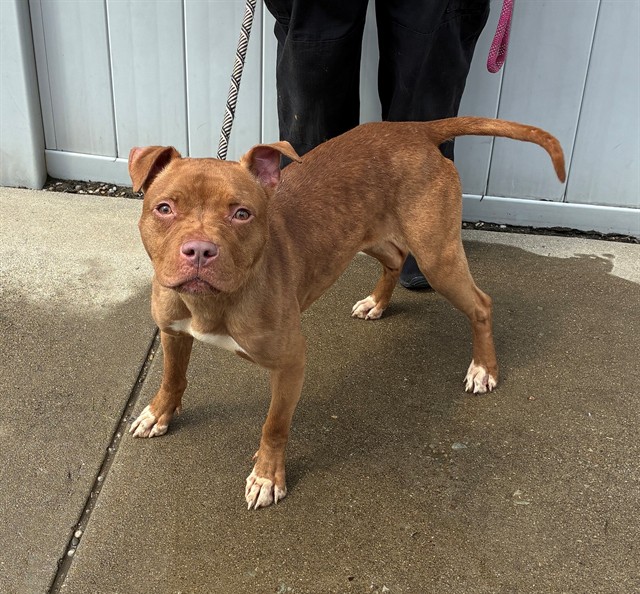 Shelter Stray Female Dog last seen Near BLOCK HAWSION AVE, 3528 Newburg Rd, Louisville, KY 40218, USA