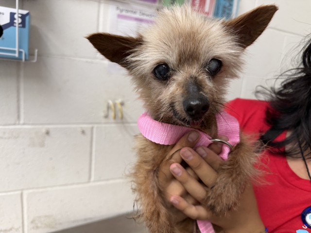 Shelter Stray Female Dog last seen OLIVE/HAWTHORNE, 333 Chandler Pl, San Bernardino, CA 92408, USA