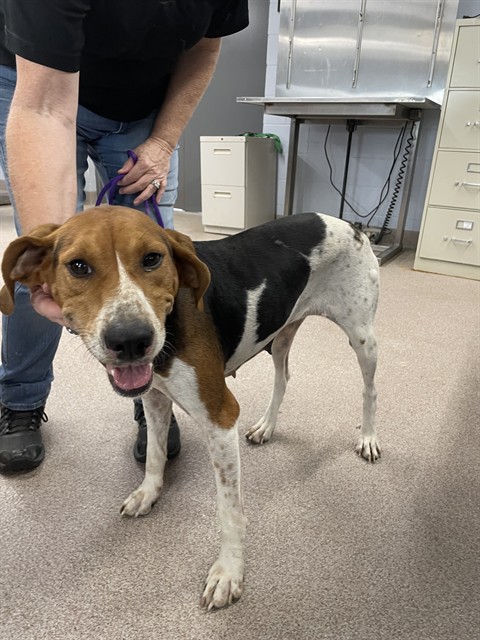 Shelter Stray Female Dog last seen WASHBURN, 1601 Airport Rd, Shelby, NC 28150, USA