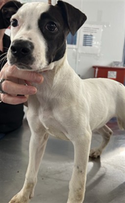 Shelter Stray Female Dog last seen , 1601 Airport Rd, Shelby, NC 28150, USA