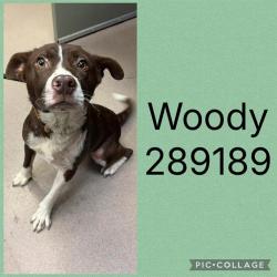 Shelter Stray Male Dog last seen WOODMONT DR, 4214 Fulton Mill Rd, Macon, GA 31216, USA