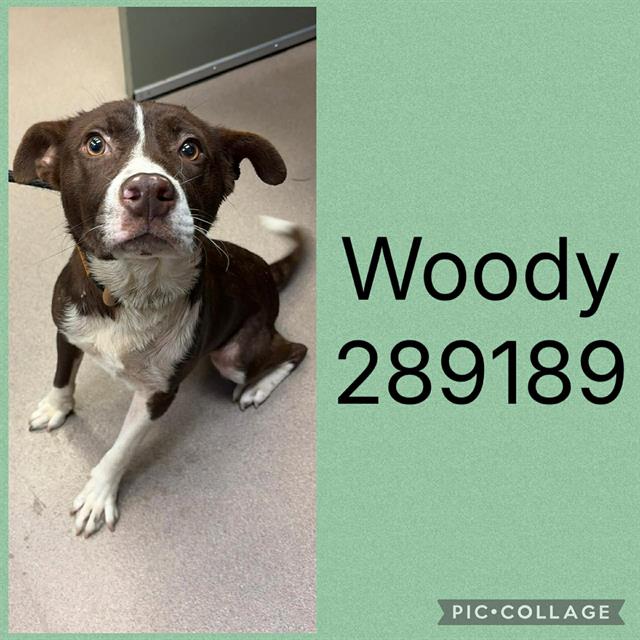 Shelter Stray Male Dog last seen WOODMONT DR, 4214 Fulton Mill Rd, Macon, GA 31216, USA