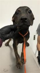 Shelter Stray Female Dog last seen Near BLOCK W KEARNEY BLVD, FRESNO CA 93706 2712, 5277 E Airways Blvd, Fresno, CA 93727, USA