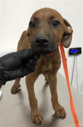 Shelter Stray Male Dog last seen Near BLOCK W KEARNEY BLVD, FRESNO CA 93706 2712, 5277 E Airways Blvd, Fresno, CA 93727, USA