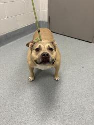 Shelter Stray Male Dog last seen Near, 2600 S Harding St, Indianapolis, IN 46221, USA