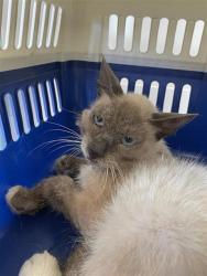 Shelter Stray Male Cat last seen Near BLOCK N SALINAS AVE, FRESNO CA 93722 6077, 5277 E Airways Blvd, Fresno, CA 93727, USA