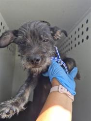 Shelter Stray Male Dog last seen Near BLK CHERRY ST , BAKERSFIELD CA, 201 S Mt Vernon Ave, Bakersfield, CA 93307, USA