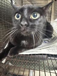 Shelter Stray Female Cat last seen , 14409 Vanowen St, Van Nuys, CA 91405, USA