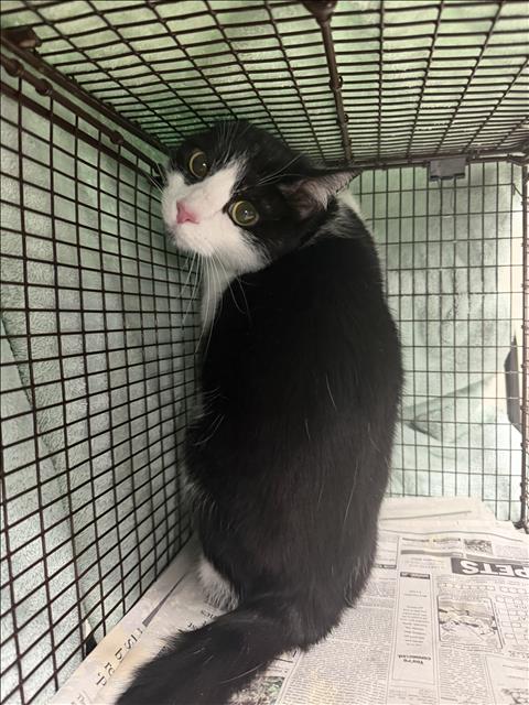 Shelter Stray Female Cat last seen , 14409 Vanowen St, Van Nuys, CA 91405, USA