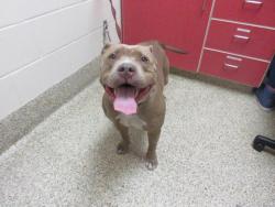 Shelter Stray Female Dog last seen Near BLOCK S 8TH ST, COLORADO SPRINGS CO 80905, 610 Abbot Ln, Colorado Springs, CO 80905, USA
