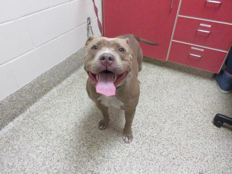 Shelter Stray Female Dog last seen Near BLOCK S 8TH ST, COLORADO SPRINGS CO 80905, 610 Abbot Ln, Colorado Springs, CO 80905, USA