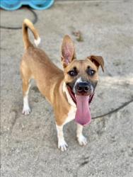 Shelter Stray Male Dog last seen , 14409 Vanowen St, Van Nuys, CA 91405, USA