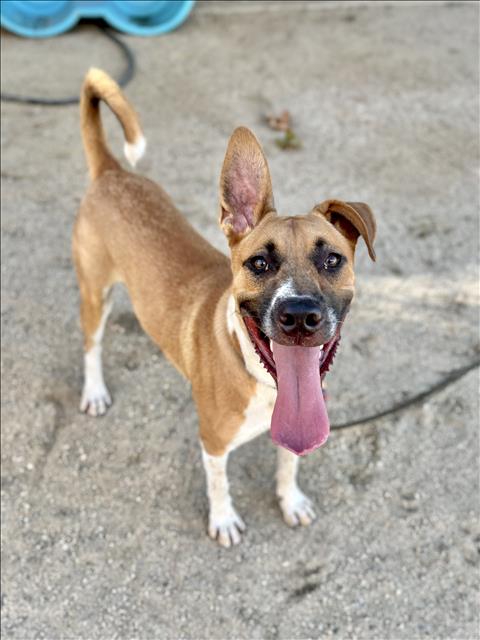 Shelter Stray Male Dog last seen , 14409 Vanowen St, Van Nuys, CA 91405, USA