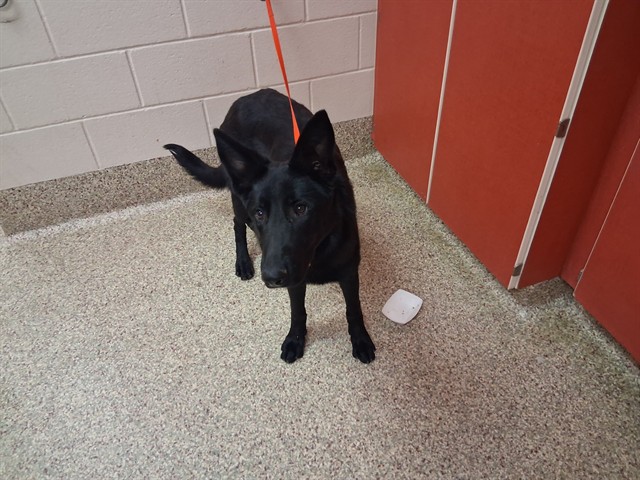 Shelter Stray Female Dog last seen Near BLOCK SUNSET RD, COLORADO SPRINGS CO 80909, 610 Abbot Ln, Colorado Springs, CO 80905, USA