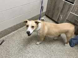 Shelter Stray Female Dog last seen Near BLOCK BEACON LITE RD, MONUMENT, CO 80132, 610 Abbot Ln, Colorado Springs, CO 80905, USA
