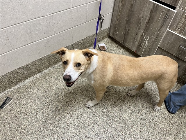 Shelter Stray Female Dog last seen Near BLOCK BEACON LITE RD, MONUMENT, CO 80132, 610 Abbot Ln, Colorado Springs, CO 80905, USA